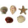 She Sells Seashells